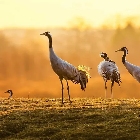 Kietz-idylle - Gemuetliche Mit Balkon Und Zugang Zu Wellnessbereich فارين